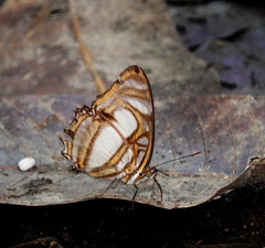 Metamorpha elissa