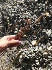Juncus acutus
