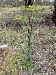 Senecio picridioides