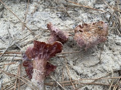 Laccaria trullisata