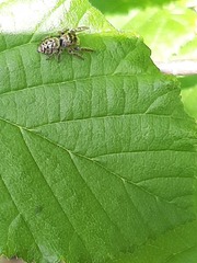 Opisthoncus nigrofemoratus