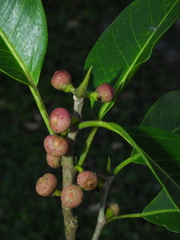 Ficus