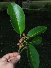 Ficus