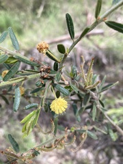 Acacia aspera