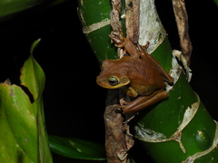 Boana platanera