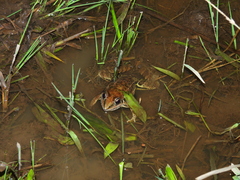 Leptodactylus fuscus