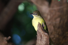 Chlorocichla flaviventris