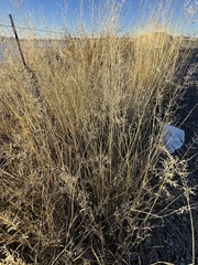 Eragrostis lehmanniana