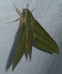 Sphingidae