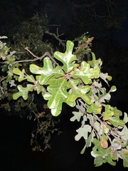 Quercus margaretiae
