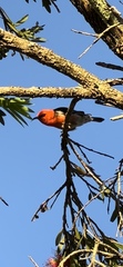 Myzomela sanguinolenta