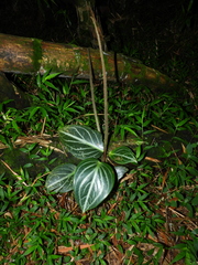 Peperomia maculosa