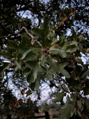 Quercus margaretiae