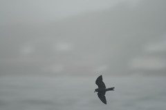 Hydrobates leucorhous