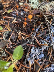 Mycena strobilinoidea