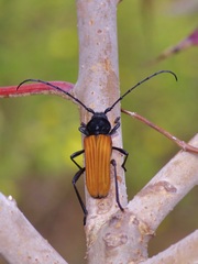 Tragidion coquus