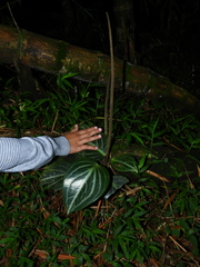 Peperomia maculosa