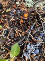 Mycena strobilinoidea