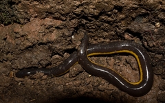 Koa Tao Island Caecilian photo 3
