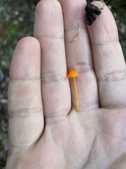 Mycena strobilinoidea