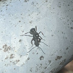 Polyrhachis australis