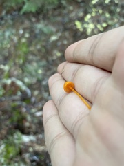 Mycena strobilinoidea