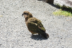 Nestor notabilis
