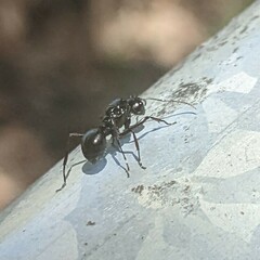 Polyrhachis australis