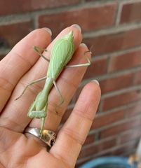 Stagmomantis limbata