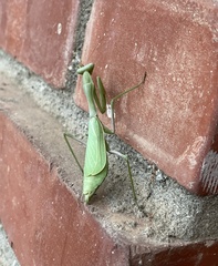 Stagmomantis limbata