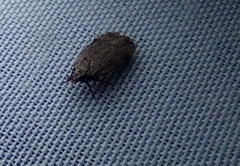 Psilocorsis reflexella