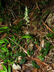 Orchidaceae