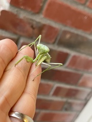 Stagmomantis limbata