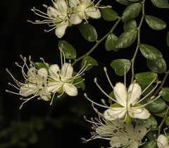 Capparis sarmentosa