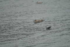 Hydrobates leucorhous