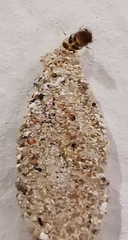 Insecta
