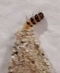 Insecta