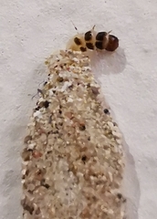 Insecta
