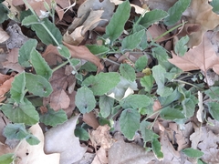 Convolvulus hermanniae