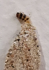Insecta