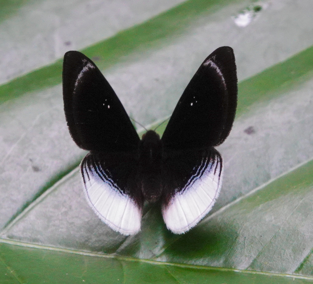 Mesosemia olivencia