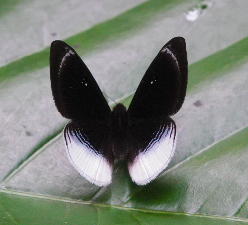 Mesosemia olivencia