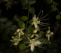 Capparis sarmentosa