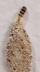 Insecta