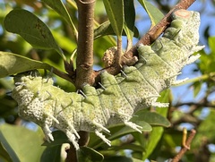 Attacus atlas