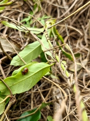 Aspidimorpha westwoodi