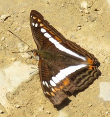 Adelpha alala