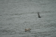 Hydrobates leucorhous