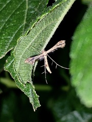 Lantanophaga pusillidactylus