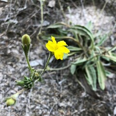 Goodenia robusta